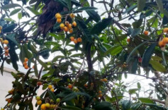 衡南县举办土枇杷栽培技术培训