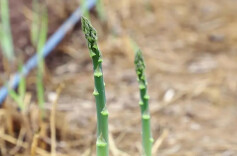 6年精耕生态田 374项检测“零农残”