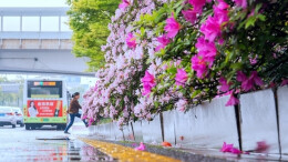 一路花海 满城春色