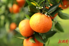 新田：“花果同树”别样美 坡地结出“致富果”