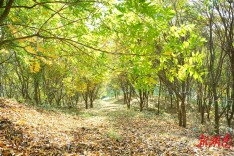 常德 “点绿成金”绘富民新景@湖南日报