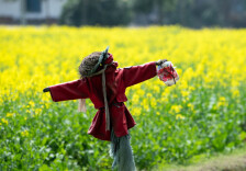 你有没有发现，田间的稻草人，悄悄换了模样？