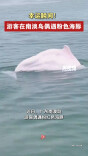 幸运瞬间！游客在南澳岛偶遇粉色海豚