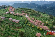 茶山花海引客来