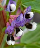 楚国良专栏丨蚕豆赋