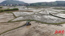 新田：早稻移栽全面铺开 现代化农机助力春耕提速