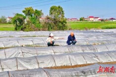 田间问诊、地头开方，常德鼎城春耕有“高招”