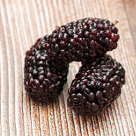 桑葚种植技术要领来了