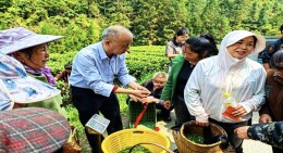 科技赋能“金叶子” 帮扶激活“致富泉” ——邵阳市民政局精准牵线推动洞口县大屋瑶族乡高山云雾茶产业提质增效