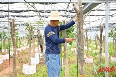 技术“嫁接” 助力丰收