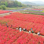 乐游湘潭⑱丨昭山高峰杜鹃红，漫山花海映春光！