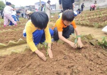 菜畦间悟数学 劳动中促成长——石门三完小推进“数学+劳动”融合新实践