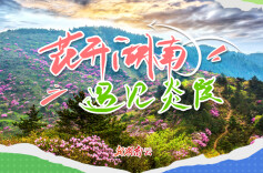 花开湖南⑪｜遇见炎陵：杜鹃轻染一山春
