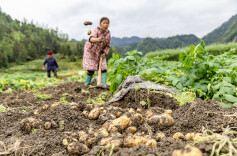 千亩基地产销旺