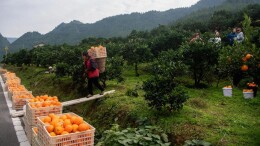 18.21亿元！“黄金果”变身富民强县“金钥匙”