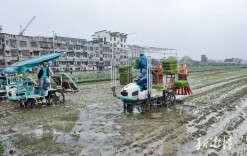 湘潭市机插（抛）秧新装备新技术集中推广