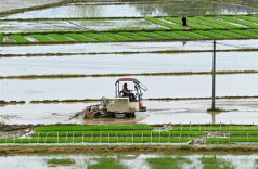 Spring Ploughing in Full Swing Across Hunan
