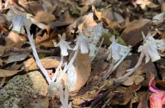 “花中玉女”与云锦杜鹃同争春 湖南炎陵再现“冥界之花”