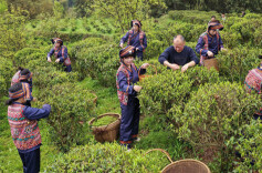 Wild Tea Harvest Boosts Rural Revitalization