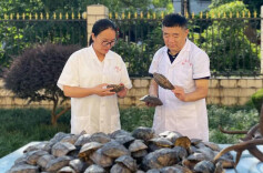 向新的老字号②｜东健药业：七十载药香遇上“DNA”