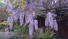 浪漫紫藤瀑！绥宁春日限定