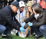 从湖南岳阳放飞一个多月后 环志天鹅“小七”现身北京大石河