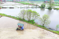 早稻生产抢农时