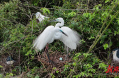 衡山萱洲国家湿地公园今年再度成为鹭鸟大型“育儿场”：首批宝宝破壳 规模超过去年｜湖南日报