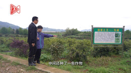 湘西探索“油茶+土豆”套种 “以短养长”破解产业难题