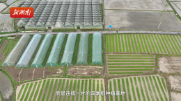 邵阳新邵：大棚小棚“搭档” 育秧效率高  