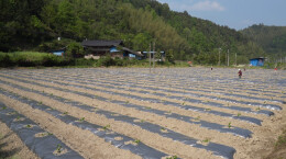绥宁：春耕正当时 百香果种植忙