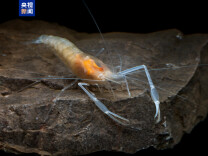 广西崇左白头叶猴国家级自然保护区发现候选新种