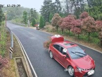 盗采临澧太浮山野生映山红，违法！