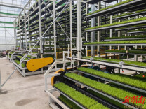 沃野染新绿 田畴绘“丰景”——张家界农忙正当时