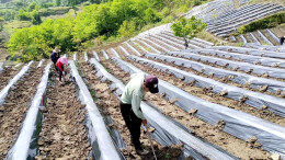 一片金叶富一方！石门壶瓶山镇解锁高山产业振兴密码