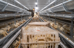 一枚蛋  富民业