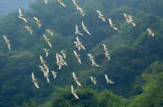 株洲市“爱鸟周”活动启动