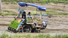 永兴：早稻移栽全面铺开，机械化作业抢农时