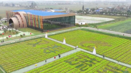 农文旅融合绘新景！汉寿蔬菜公园迎来采收与研学“双旺季”