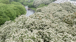 石楠花开 如云似雪