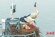 “鸟中大熊猫”筑巢离人类越来越近@湖南日报