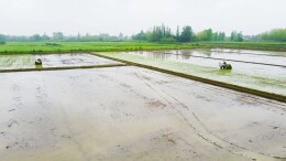 汉寿早稻春插稳步有序