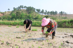 新田县小坪塘村：种粮夫妻档 同心守粮仓