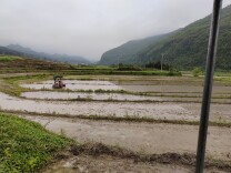 道县四马桥镇：万亩早稻插秧忙，秧苗下田跑出“加速度”