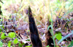 太治愈了！来石门挖春笋、炖腊肉……