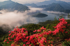 阳明山：晚樱杜鹃醉游人