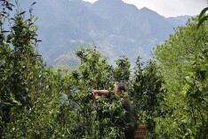 特稿丨桂东：苦涩浓香斗煨茶 携手共富向未来