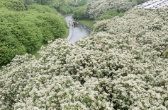 Blooming Photinias Look Like Snow Falling onto Branches