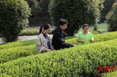 助推“绿叶子”变“金叶子” 凤凰以监督赋能助力茶产业健康发展