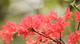 衡山：雨后紫金山，映山红盛放
